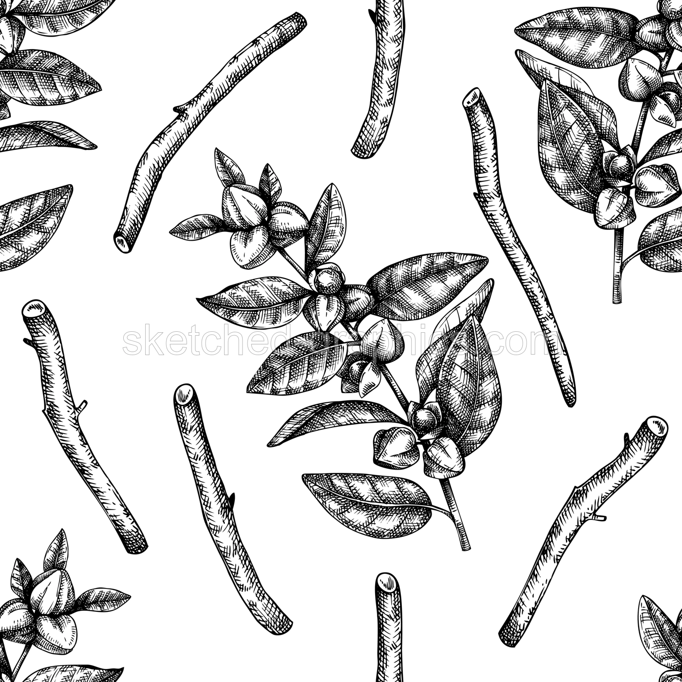 Ashwagandha background. Medicinal plant hand sketched illustration. Adaptogenic herbs backdrop. Botanical sketch for traditional medicine, Ayurveda and cosmetics seamless pattern  Illustration